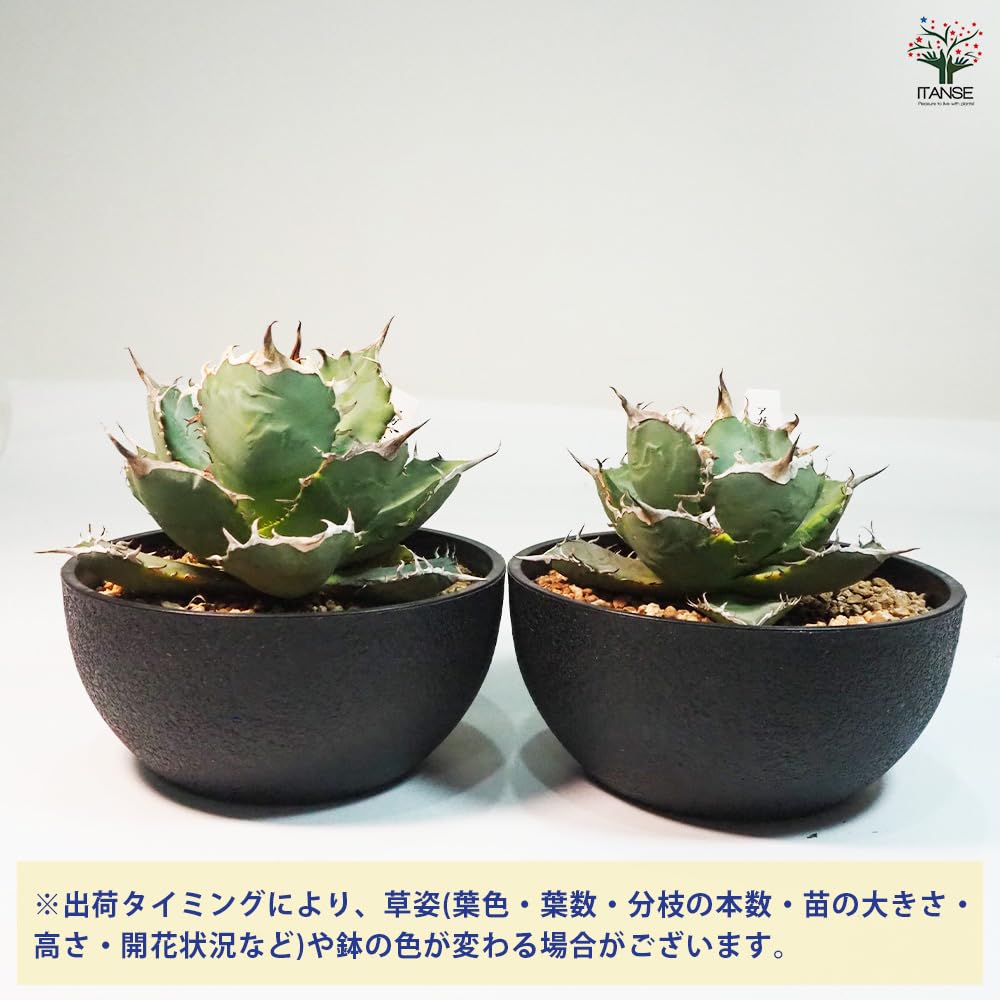 Amazon｜ITANSE アガベ 南覇王 復倫錦 6号 1個売り 多肉植物
